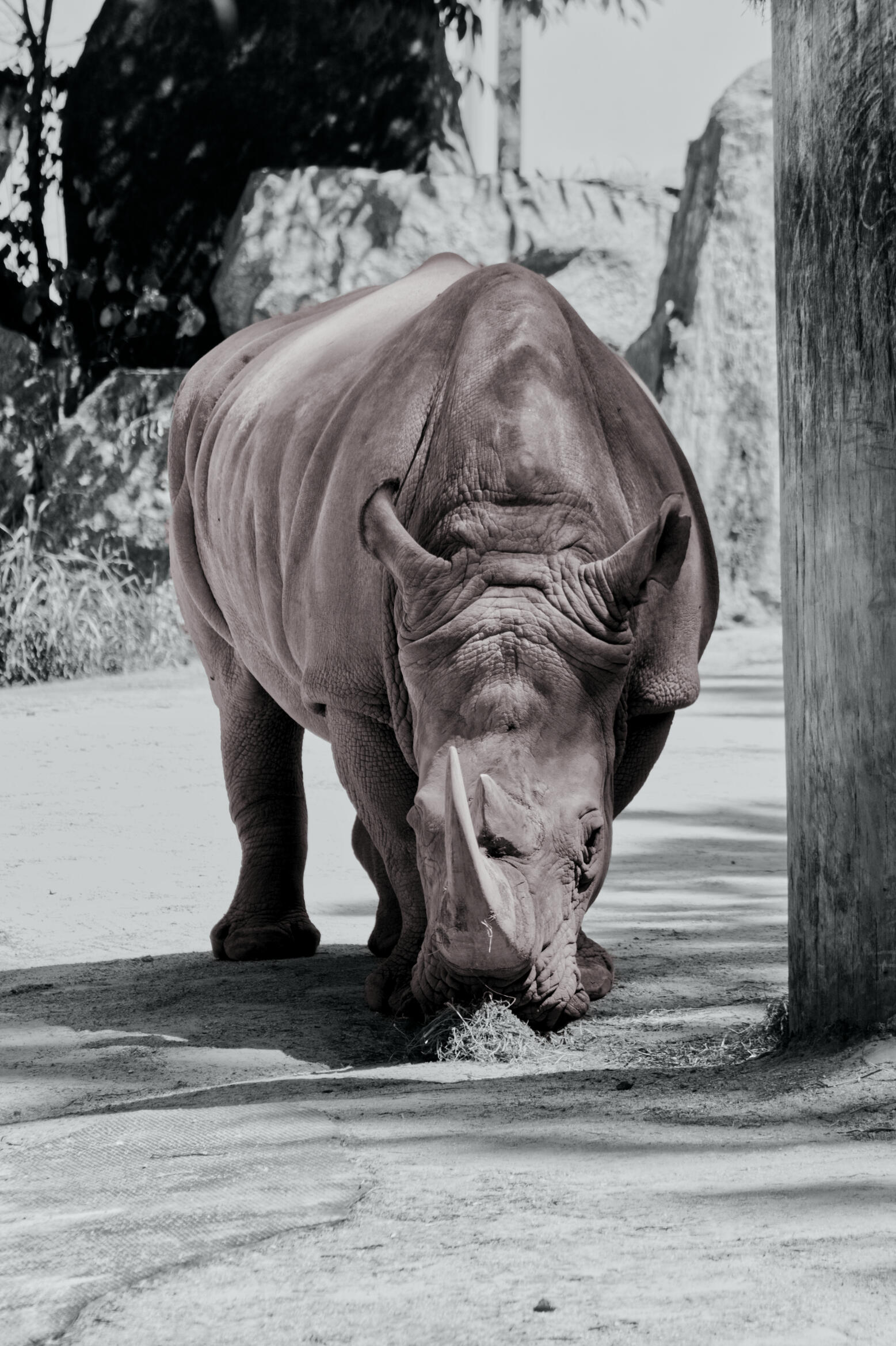 Photo of a white rhino at Southwick's Zoo