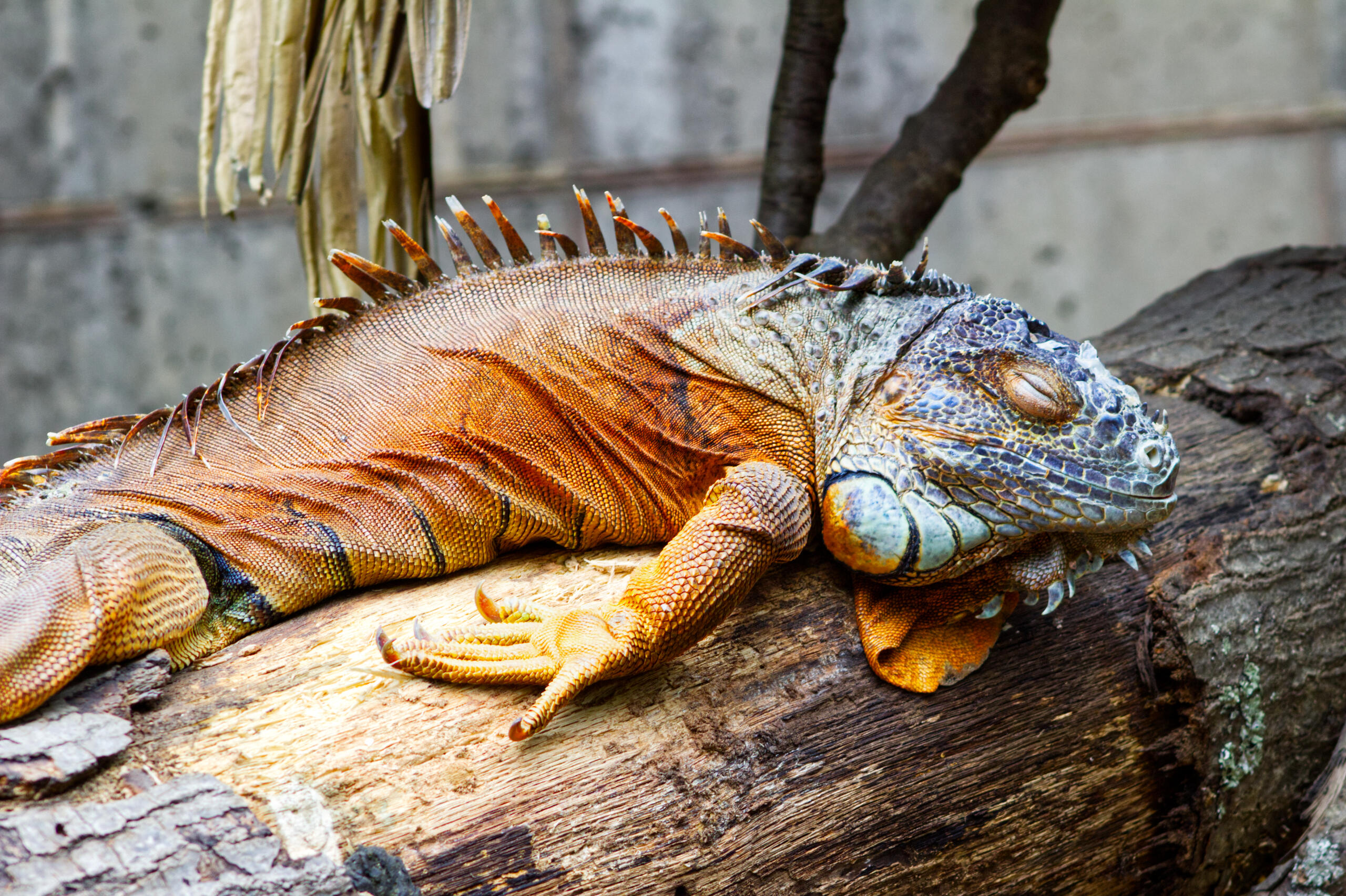 Photo of an iguana sleeping at Southwick's Zoo