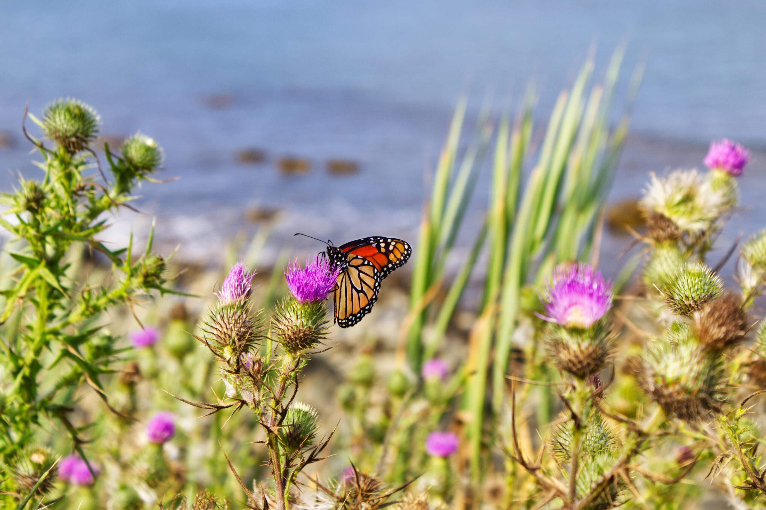 Photo of a butterfly on a flower at Rose Nulman Park