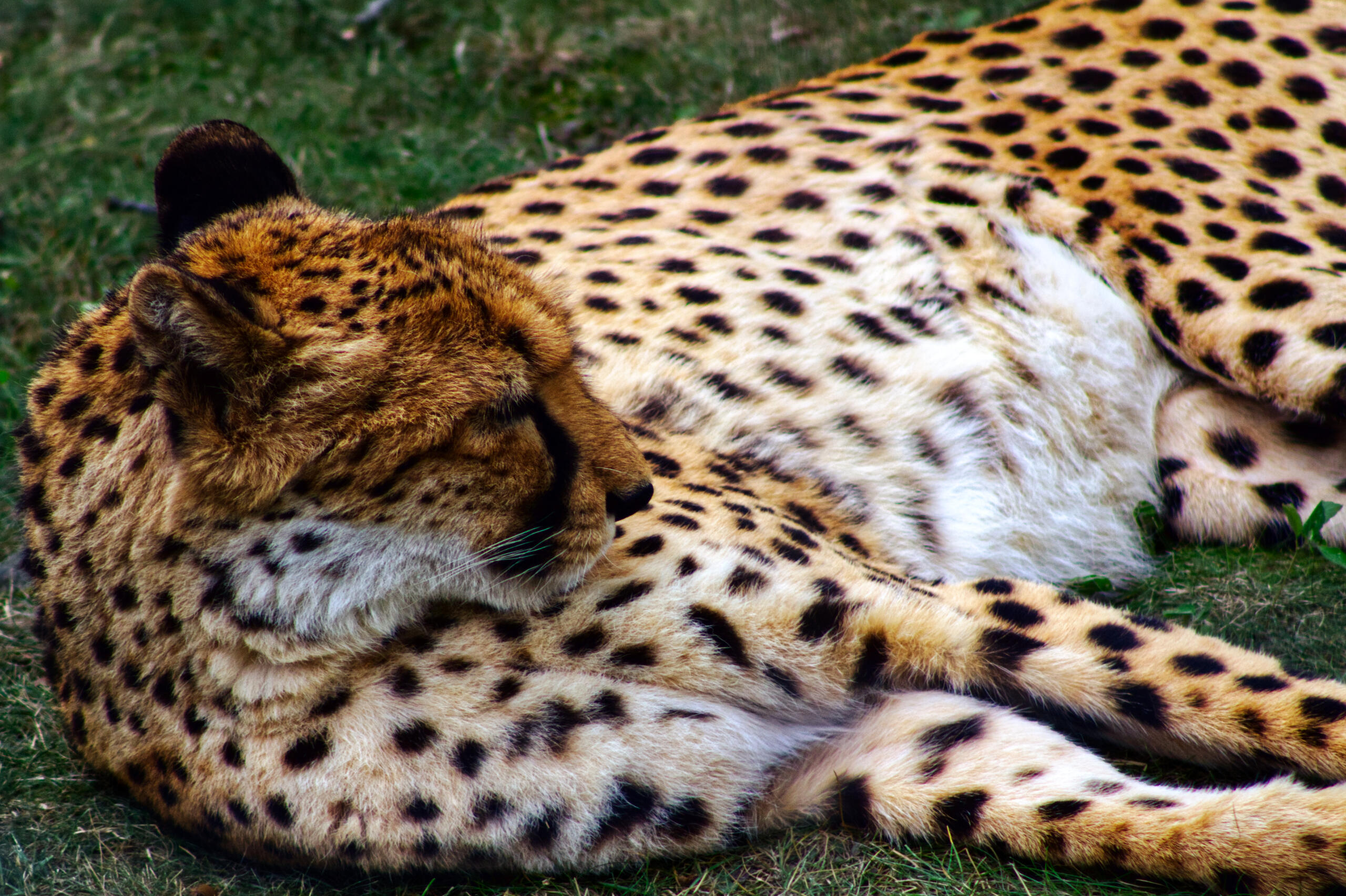 Photo of a cheetah at Southwick's Zoo