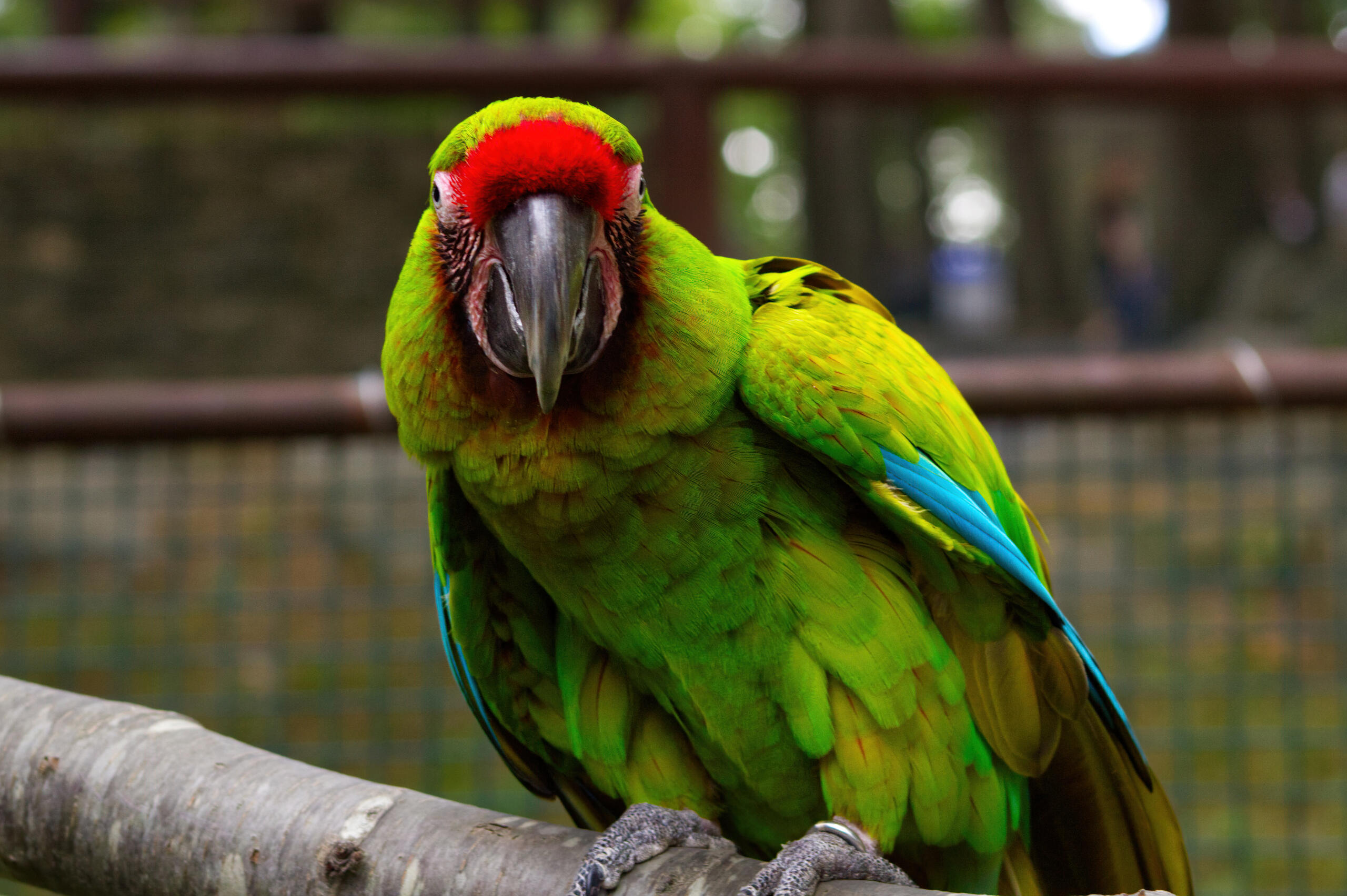 Photo of a great green macaw at Southwick's Zoo