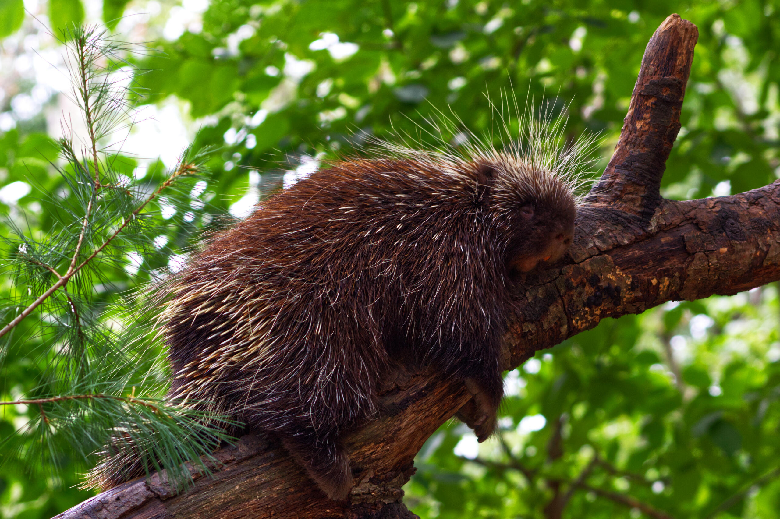 Photo of a North American porcupine sleeping at Southwick's Zoo