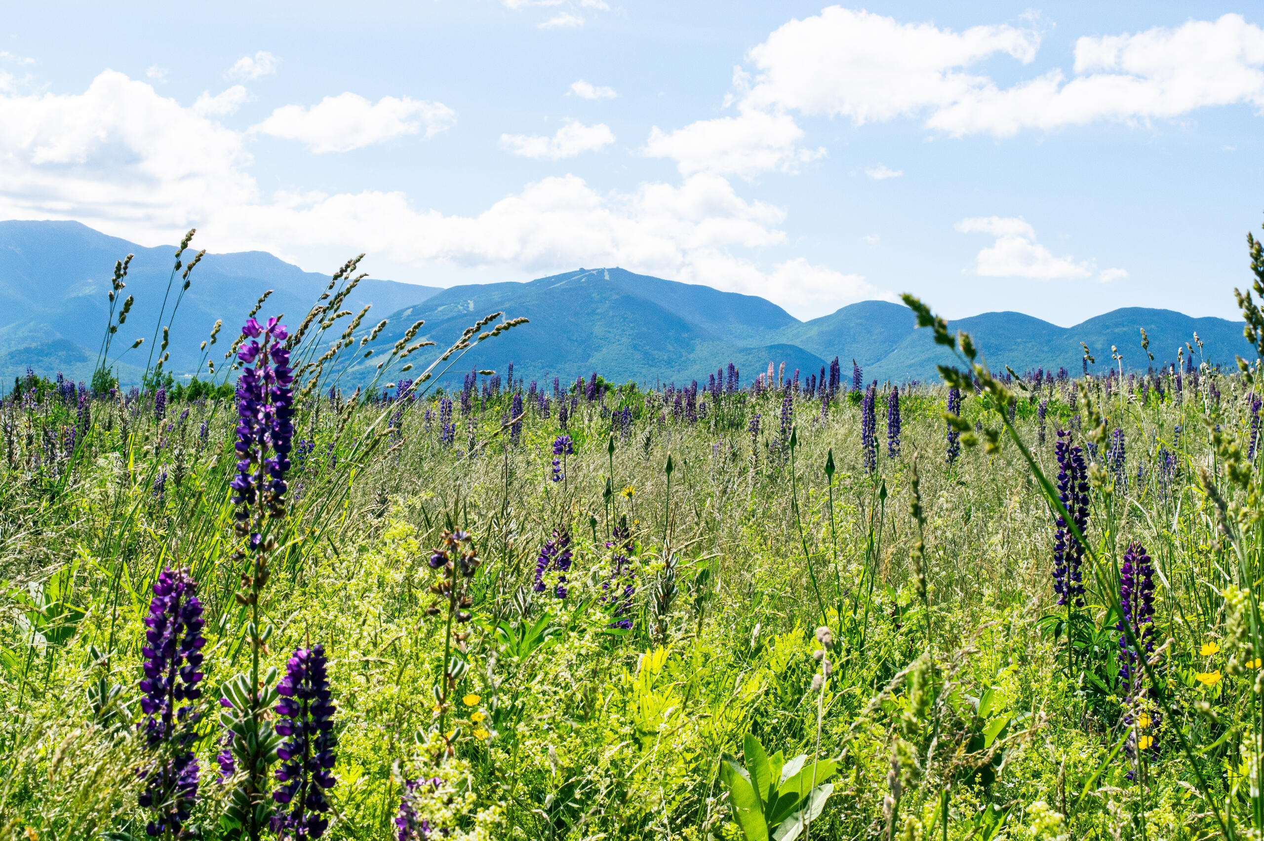 A photo of lupine flowers and distant mountains in New Hampshire