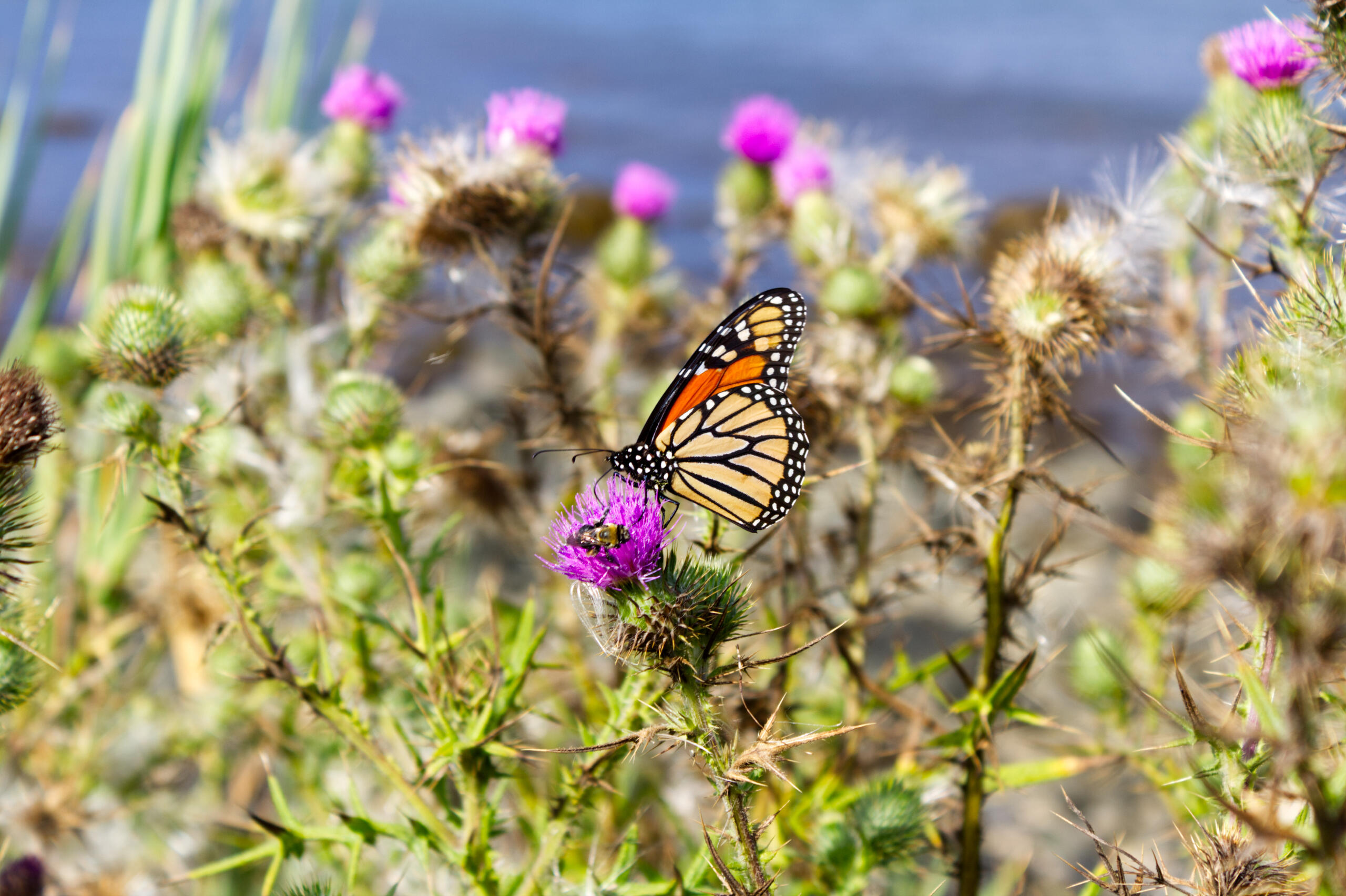 Photo of a butterfly on a flower at Rose Nulman Park