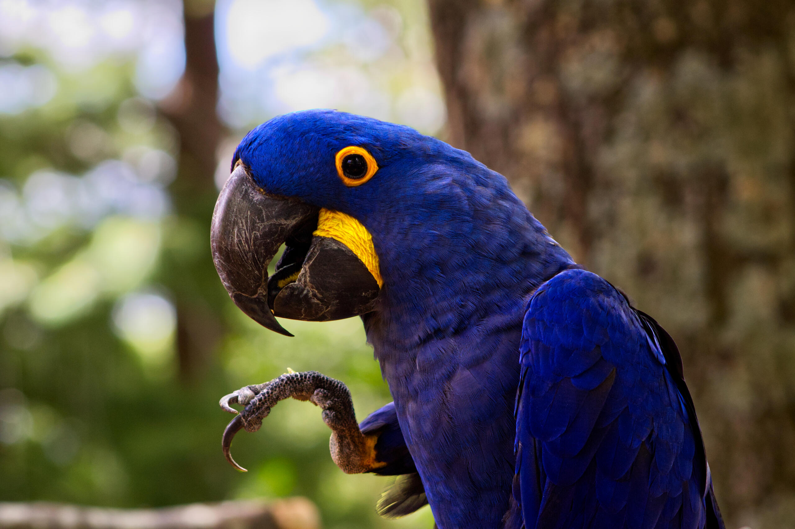 Photo of a hyacinth macaw at Southwick's Zoo